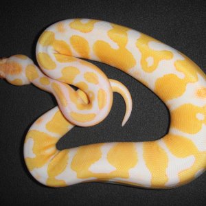 0.1 albino