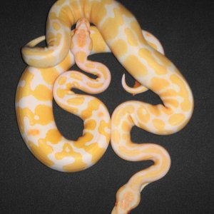 albinos_together