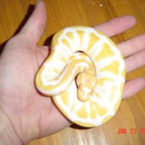 Albino female