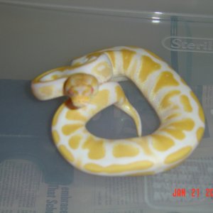 Albino female