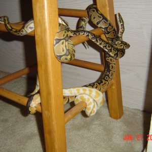 4 BP's on a jungle gym