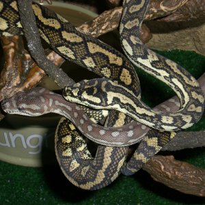 Lovely animals
