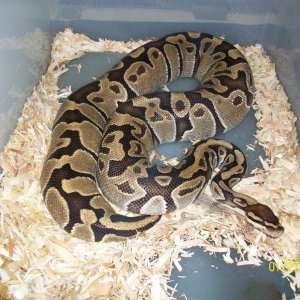 snakes