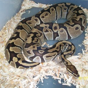 snakes