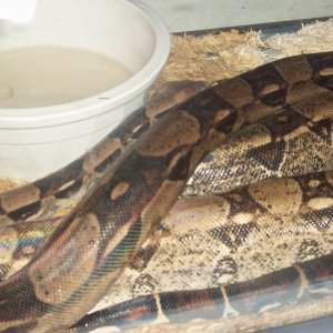 male and female 100% het for albino