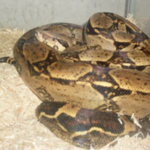 male and female 100% het for albino