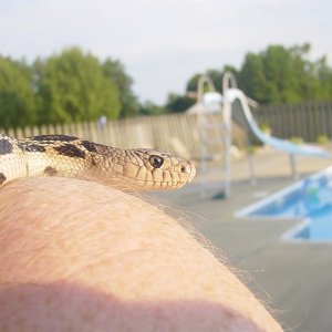 '09 Northern Pine Snake