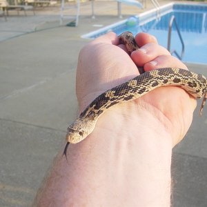 '09 Northern Pine Snake