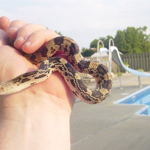 '09 Northern Pine Snake