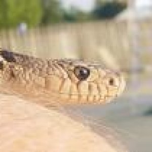 '09 Northern Pine Snake
