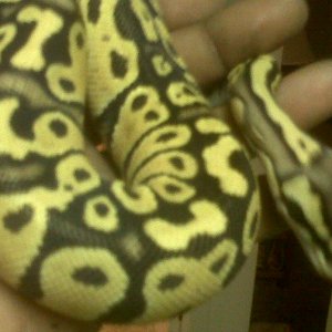 carmen