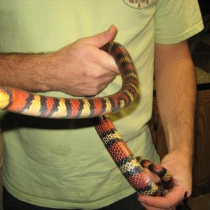 Andean Milk Snake