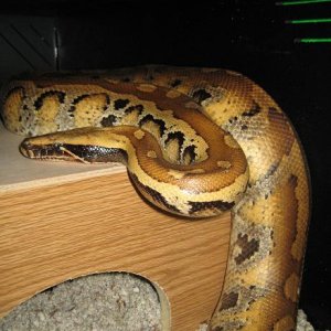Yellow Blood Python in ap-t10