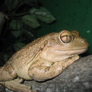 Cuban Tree Frog