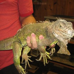 Spike