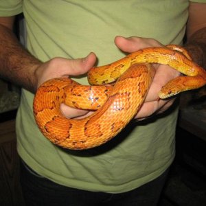 Big Male Corn