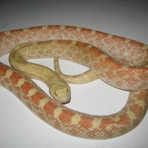 Albino Male Bull Snake