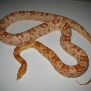 Amel Female Corn Snake
