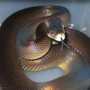 Australian Water Python Female