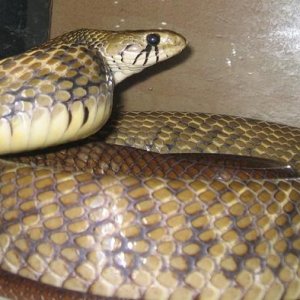 Black Tail Cribo