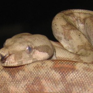 Hog Island Boa Female