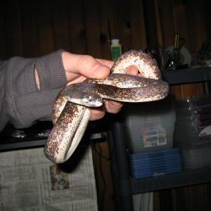 Savu Python