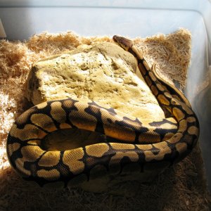 Updated pics of Psyke