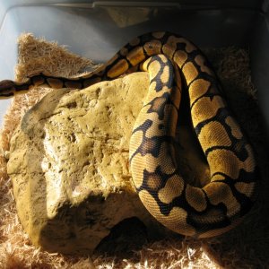 Updated pics of Psyke