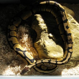 Updated pics of Psyke