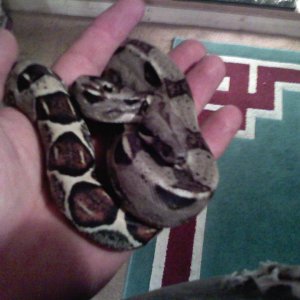 Pandora