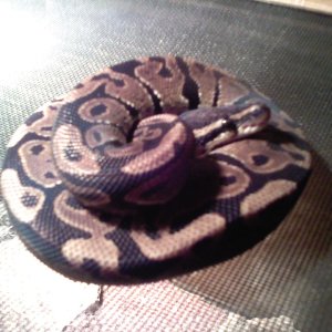 Kane