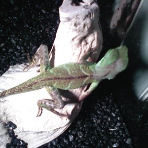 Capone