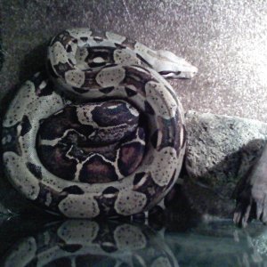Madusa