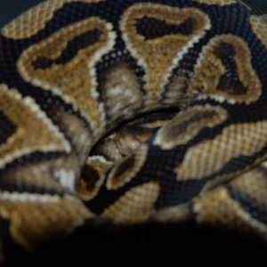 Connan the Yellow Belly
