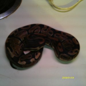 Baby ball python