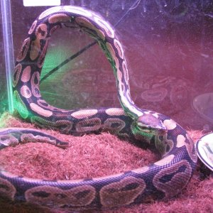 ball python