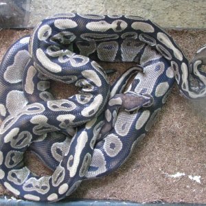 breeding pair of ball pythons