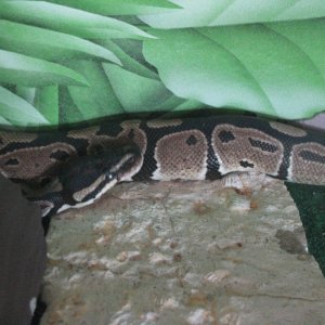 baby ball python 2
