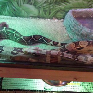 Redtail boa