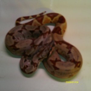 Hypo 2