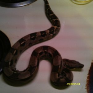 columbian redtail