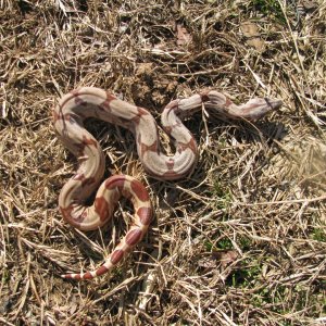 Hypo outside