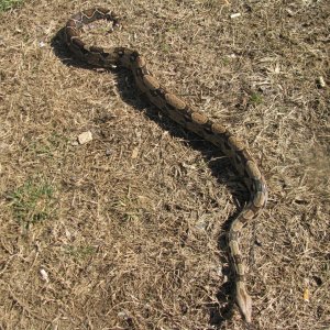 Redtail boa outside