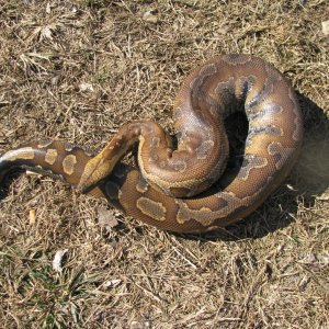 Bloid Python outside