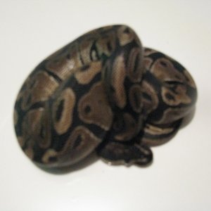 kane against white