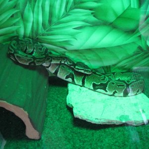 kane basking