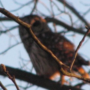 owl