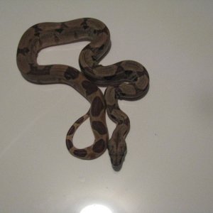 hypo
