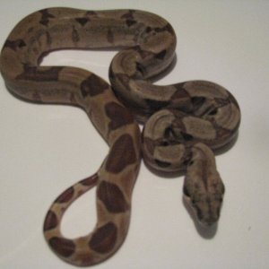 hypo