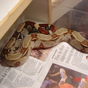female suriname 1